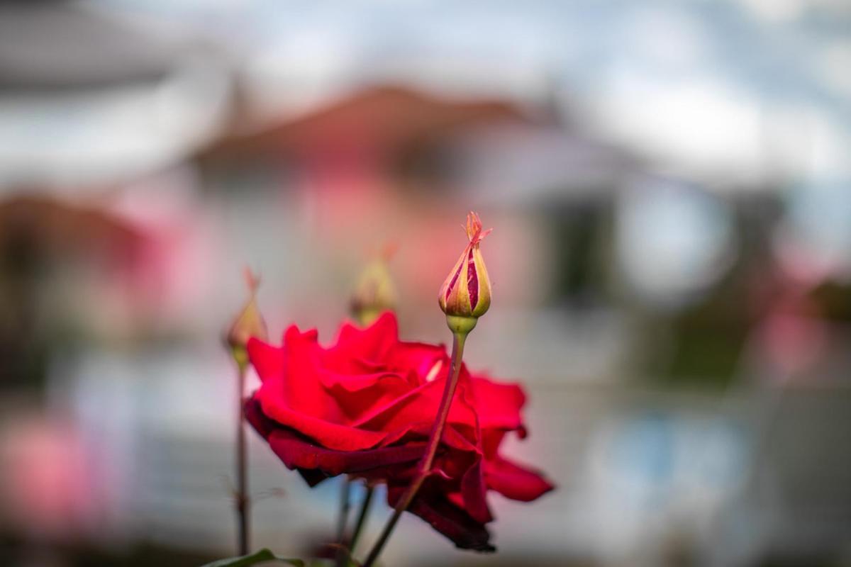 Vila Gardenia Gumoshtnik Esterno foto